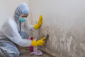 Best Mold Damage Restoration  in Ramapo College Of New Jersey, NJ